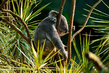 koala in tree