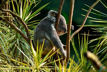 Deurstickers koala in tree © IVANZXUN