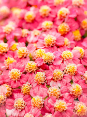 small pink flower. macro photo - 520365945