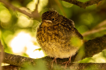 baby robin on a branch