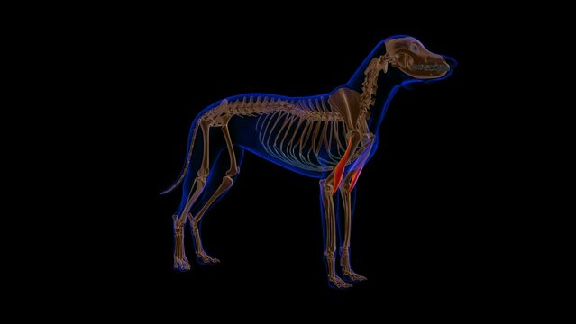 Brachialis muscle Dog muscle Anatomy For Medical Concept 3D Animation Green matte