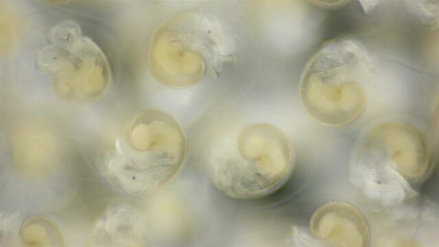 Movement of veliger mollusk larvae in laid eggs under a microscope, class Gastropoda. The specimen was found in the White Sea.