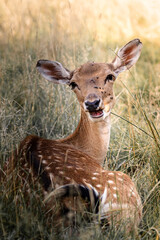 deer laying in grass, grazing