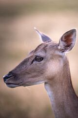Close-up of a deer in profile