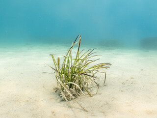 Seagrass at a sandy beach. Mediterranean holiday photo. Turquoise blue water in the background