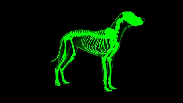 Buccinator muscle Dog muscle Anatomy For Medical Concept 3D Animation Green matte