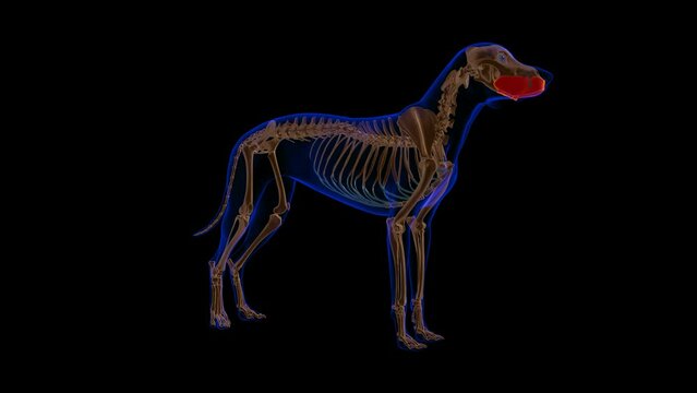 Buccinator muscle Dog muscle Anatomy For Medical Concept 3D Animation