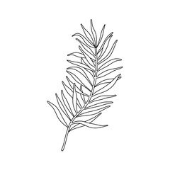 Single branch of coniferous tree. Line illustration of evergreen plant with needle. Christmas botanical decoration.