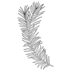 Branch of coniferous tree. Line illustration of evergreen plant with needles. Christmas botanical decoration for packaging, label and coloring.