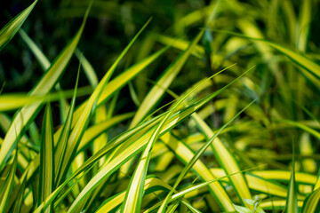 Green leafs on blurred background in garden