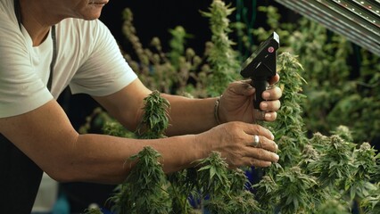 Cannabis farmer use microscope to analyze CBD in curative cannabis farm before harvesting to...