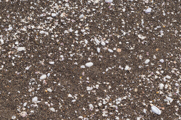 seashells on the beach