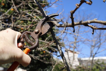 pruning a tree with scissors
