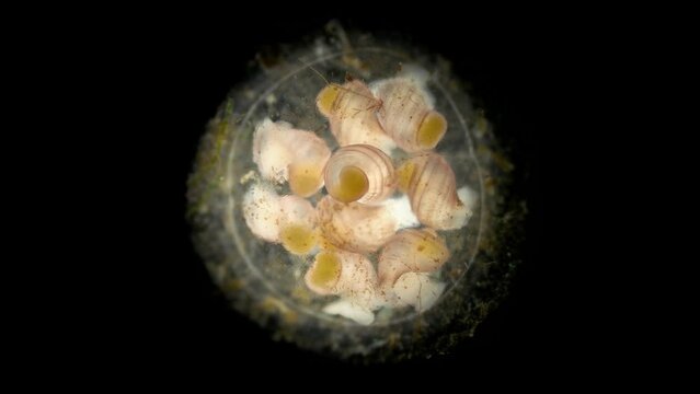 Movement of the formed larvae of the veliger mollusk in the laid eggs under a microscope, order Neogastropoda, class Gastropoda. White Sea.