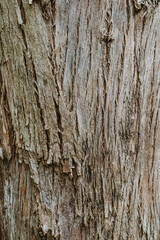 bark of a tree