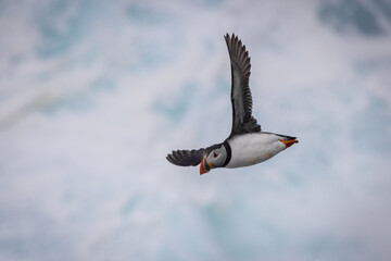 Puffin in Flight, Orkney Scotland