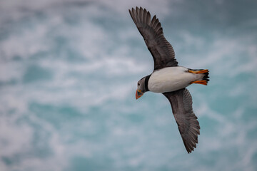Puffin in Flight, Orkney Scotland