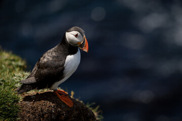 Puffin on Clifftop, Orkney Scotland