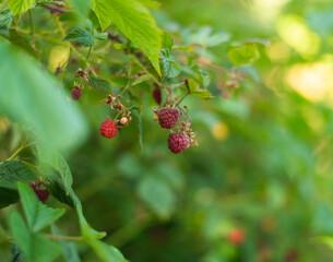 Fototapeta premium Branch of ripe raspberry in garden
