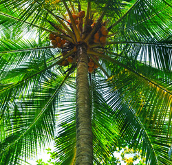 Fresh green leaves and yellow coconuts on a palm tree with clear blue skies as background.