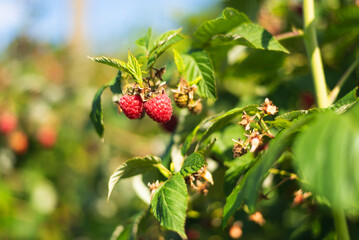 Branch of ripe raspberry in garden