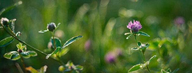 dewy plants with nice soft artistic bokeh