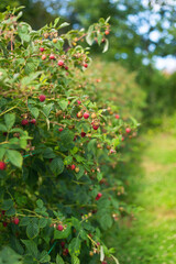 Fototapeta na wymiar Branch of ripe raspberry in garden