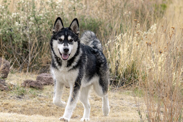 alaskan malamute dog