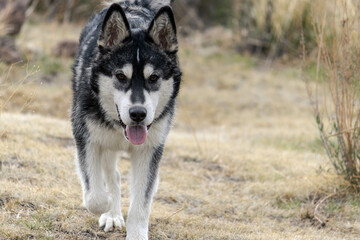 husky on the grass