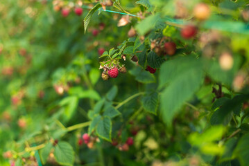 Branch of ripe raspberry in garden