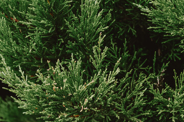 thuja
