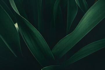 abstract green leaf texture, nature background, tropical leaf.
