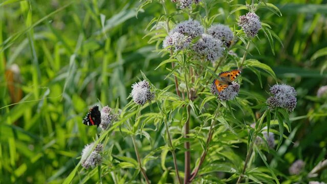 Orange and Black Butterflies Sitting on Light Purple Flowers   