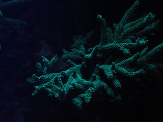 blue christmas background