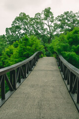 bridge in the forest
