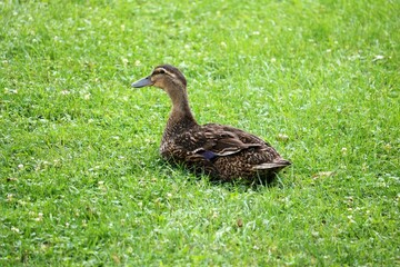 duck in the grass