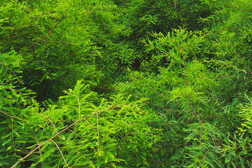 green forest background