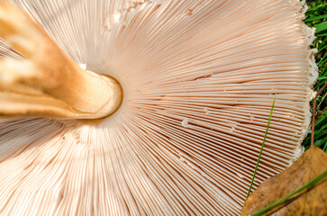 Mushroom plucked in the forest lies on the grass