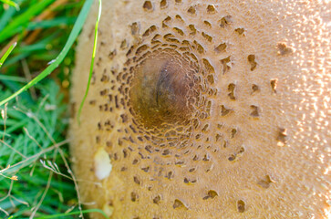Mushroom plucked in the forest lies on the grass