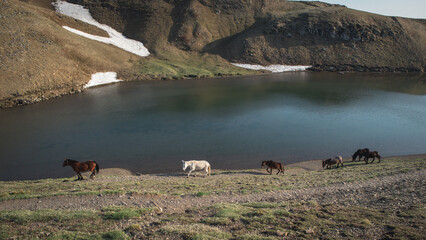 Wild mules in the Italian Alps