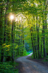 track through spring forest leading to the sun´s warm light