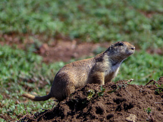 Black-tailed prairie dog