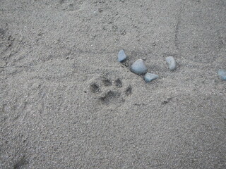 Fototapeta na wymiar Puma paw print in the sand on the beach