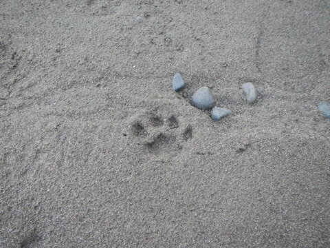 Puma paw print in the sand on the beach