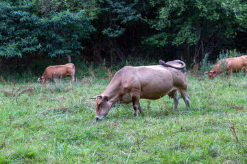 Vaca asturiana de los Valles pastando. Piloña, Asturia, España.