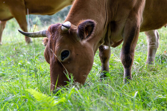 Primer plano de vaca Asturiana de los Valles pastando. Pilo&ntilde;a, Asturia, Espa&ntilde;a.