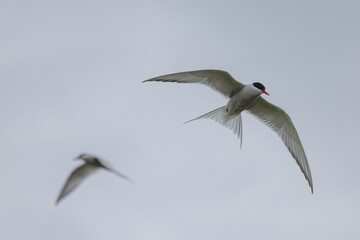 Arctic Terns in flight, Orkney Scotland