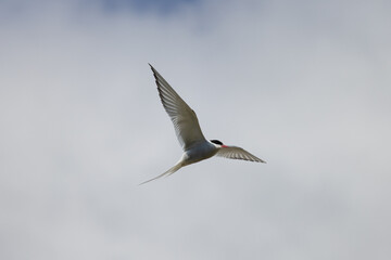 Obraz premium Arctic Tern in flight, Orkney Scotland