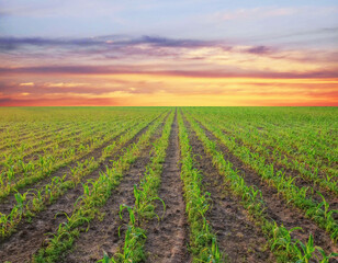 rows of green young corn at agriculture field in the morning sunrise. 