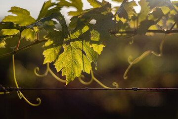 autumn leaves in the sun
